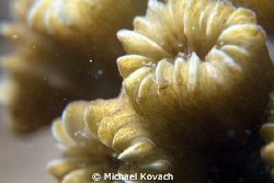 Smooth Flower Coral on the Big Coral Knoll off the beach ... by Michael Kovach 